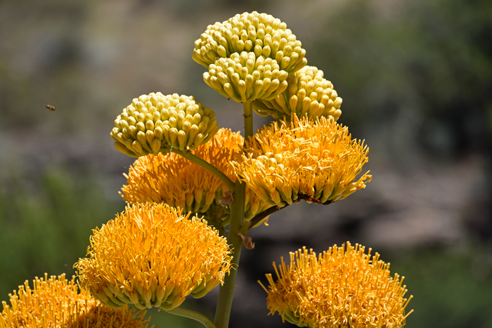Goldenflower Century Plant is so named because of the beautiful golden yellow flowers in clusters of up to 300 atop a tall fleshy stalk (up to 20 feet or so). Agave chrysantha Goldenflower Century Plant is so named because of the beautiful golden yellow flowers in clusters of up to 300 atop a tall fleshy stalk (up to 20 feet or so). Agave chrysantha